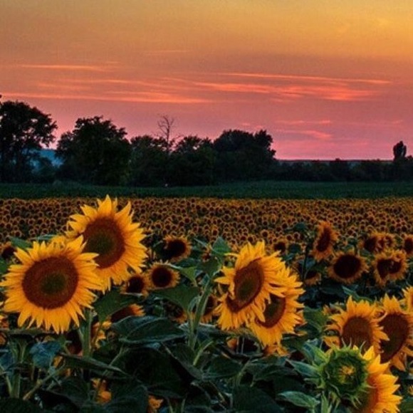 Meet your Posher, Sunshine6997 - Picture 1 of 1